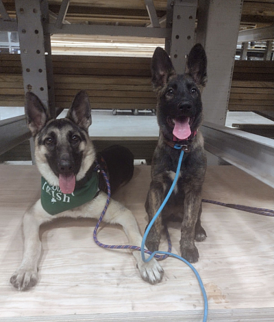 Puppy training