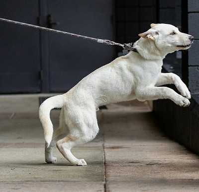 Dog aggression