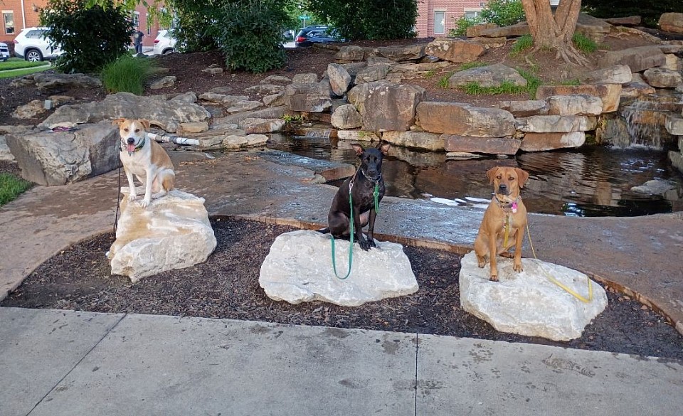 Dog Training