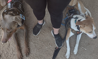 Service Dog Training